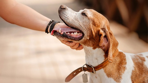 Een hond wordt onder zijn kop geaaid door iemands hand.